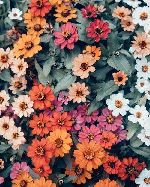 floralls:    by  helloemilie    