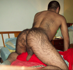 nevertoohairy:  Furry Asses Pt 1 