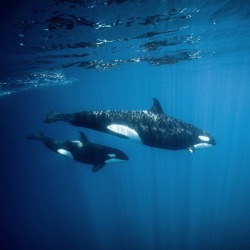 Orcas of the Tropics