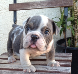 awwww-cute:  His tongue is too big for his