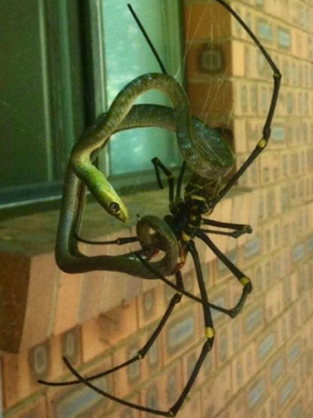 sixpenceee:  The Golden Silk Orbweaver is a large species of spider. While males typically remain small, females can grow up to 3 inches. It is a tropical climate spider and can be found in Southeastern U.S. They are not aggressive towards people and