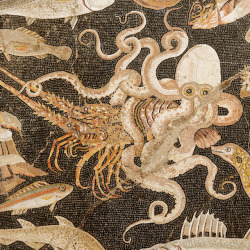 lionofchaeronea: An octopus battles a crayfish.