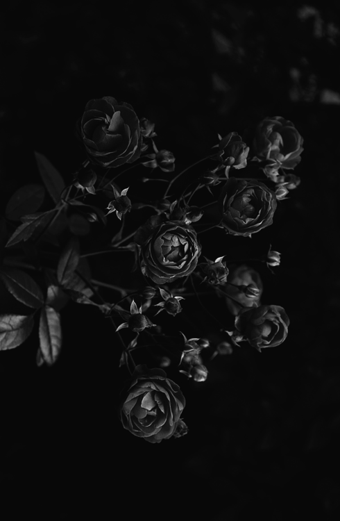 Diavola's Little Corner Of Tumblr