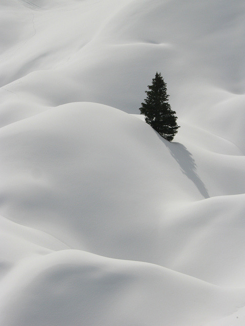 blonde-on-grey-saisons:  tree top 