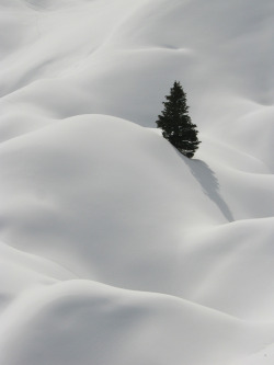 Blonde-On-Grey-Saisons:  Tree Top 