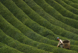 unrar:  A farmer picks the year’s first tea crop from waves of green, Japan, George F. Mobley.  