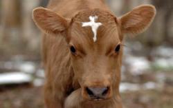 brightfaerie:  Moses, the cow with a cross