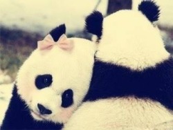exowl:  Even pandas can love <3