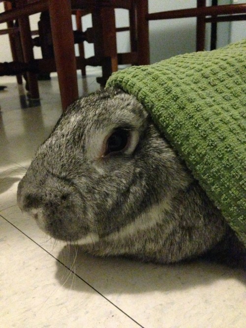 tea towel fashions