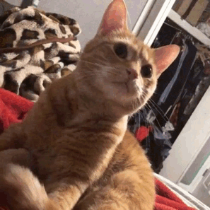 coolcatgroup:  hojabby:   hojabby:     A little dude   People asking me how old he is , he’s almost 8 years old, he’s just a runt and a little dude    HE DANCIN’  