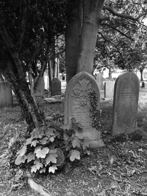 ravensquiffles:  Another evening, another dog walk. St Mary’s churchyard, Norton 