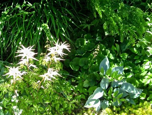 Some light on the shade garden. June 2013.