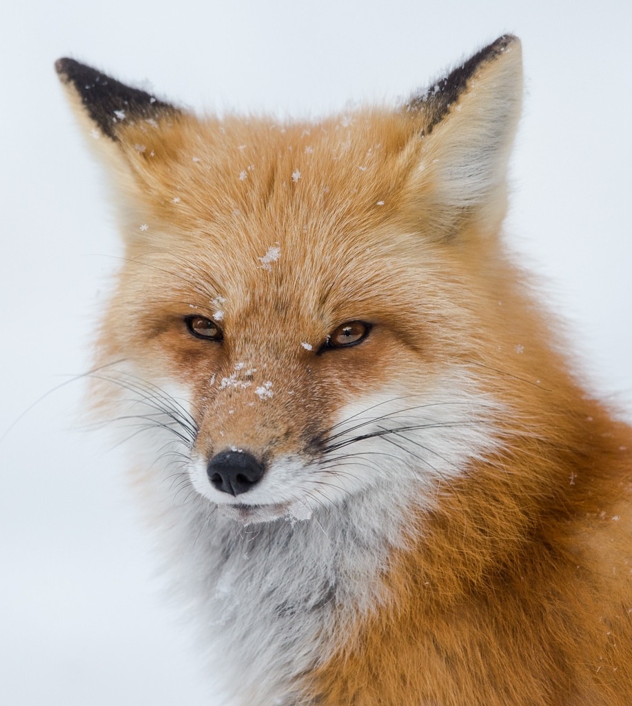 beautiful-wildlife:  Red Fox Portrait by © Missy Mandel