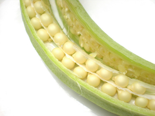 Seeds of Okra, Lady’s finger . Hạt Đậu Bắp … by Vietnam Plants & The USA. plants on Flickr.