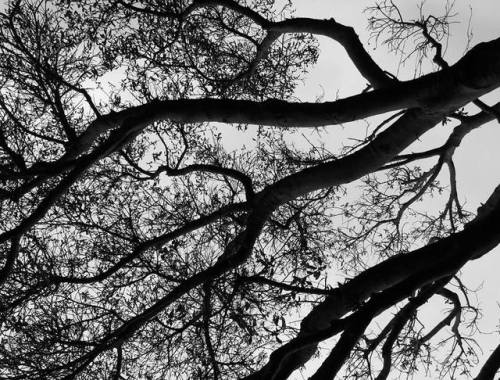 spectral-insomnia: “Eternal Funeral Season”   Photography by W. Gonxalez (own) This tree is absolutely magnificent. 