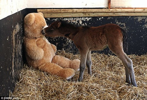 thisisgoldstrawcalling:   After Breeze the Dartmoor Hill pony was orphaned, his cuddles have come fr