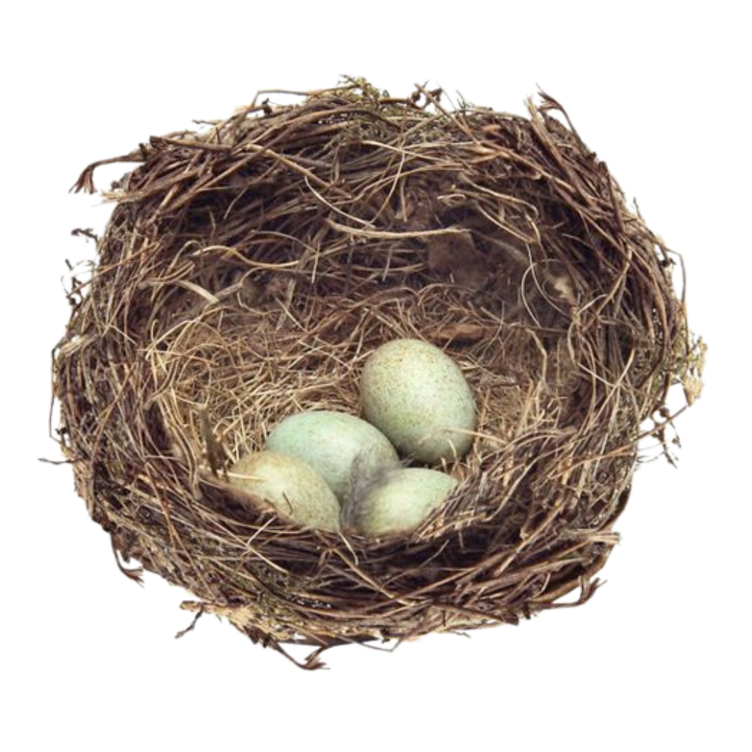 Nest