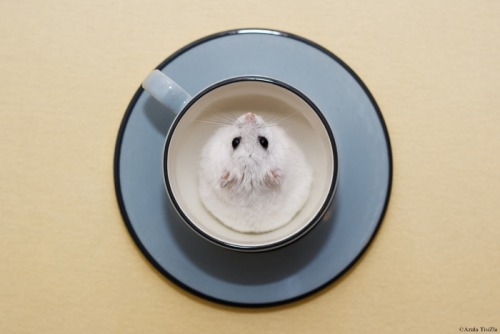 hamsterography: Yuki in a cup at different moments :)