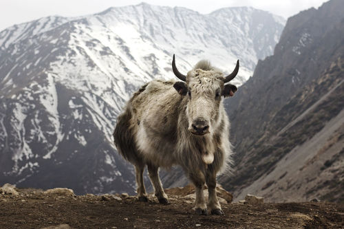 cool-critters: Yak (Bos grunniens) The yak (Bos grunniens and Bos mutus) is a long-haired bovid foun