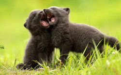 daily-biology:  Arctic foxes have incredible