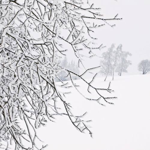 white branches #snow #white #olympus #olympuscamera #natureshots #nicenature #naturelovers #natureph