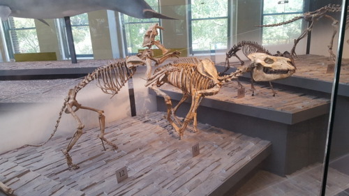 cry-olophosaurus:Hoplophoneus primaevus (left) attacking Hyracodon nebraskensis (right) at NHMLA.H. 