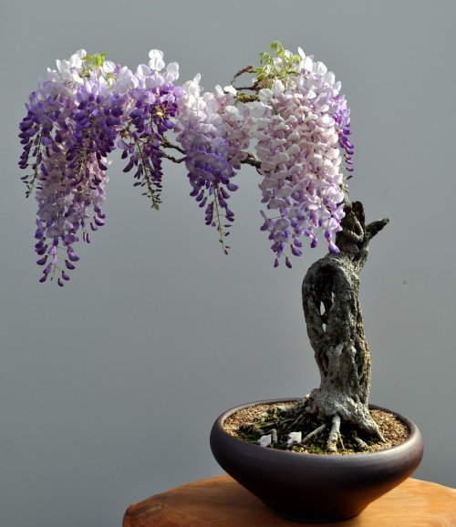 onisushi:Bonsai Wisteria