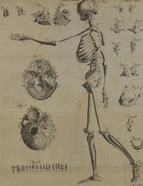 This post is for Alexander. A system of anatomy for the use of students of medicine, 1817