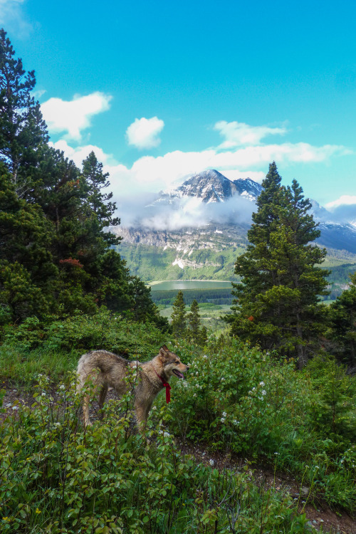 Wolf and I enjoying the beauty of Glacier Park Montana