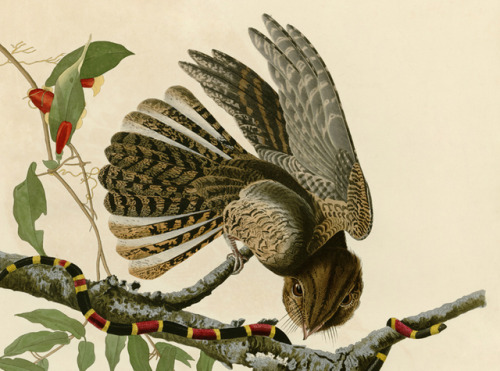 hollyblueagate:nightjars are so weird and scary it makes the audubon drawings look like modern spec 