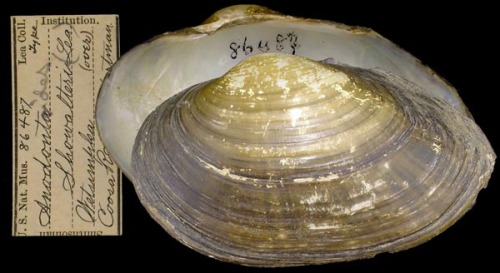 Rayed Cakeshell (Anodontoides radiatus)
…a species of freshwater Unionid bivalve which is known to occur in Georgia, Alabama, and Mississippi, Louisiana, and Florida in the United States. In this range Anodontoides radiatus occurs in isolated and...