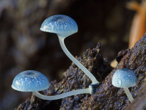 boredpanda:The Magical World Of Australian Mushrooms By Steve Axford