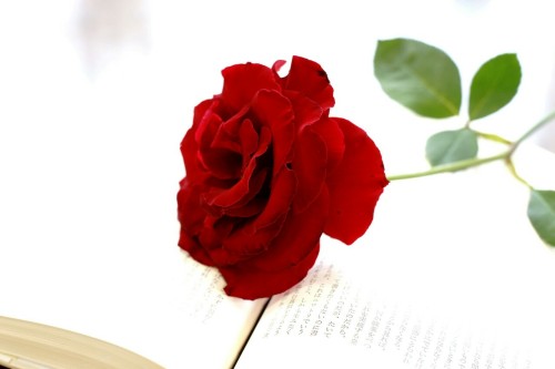 Une Rose D'amour