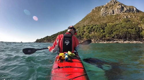 orcalovingbeing:  Nathan Pettigrew spotted a black fin in the distance as he kayaked in Tauranga Har
