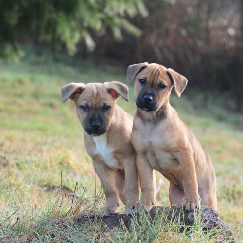 More #puppypics of our #fosterpuppies ! They’re really enjoying their time exploring the backyard! T