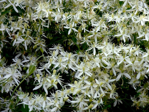 happy-geology:Clematis terniflora   センニンソウ