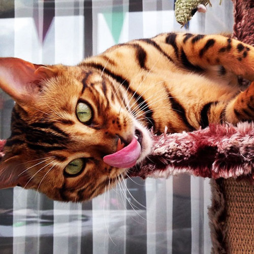 wordsnquotes:  culturenlifestyle: Energetic Bengal Cat Called Thor Has the Most Attractive Pin Striped Fur Thor is a lovable, demanding and energetic Bengal cat with the most unique and beautiful fur.  Keep reading 