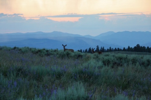 expressions-of-nature: Colorado Twilight by meltedplastic