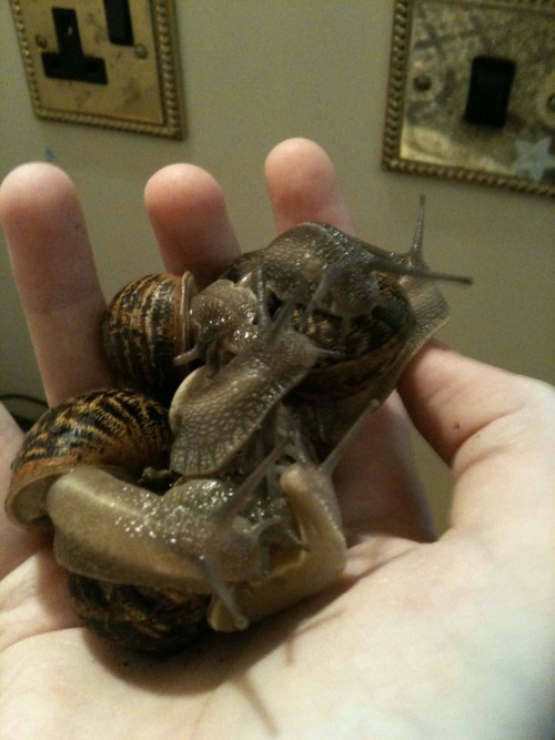 hella-free-space:snildren:lunulata:spaceslut:retrogradeworks:crucifigo:snailkeeping:Snails are aweso