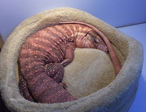 creanavt:https://creanavt.tumblr.com/archiveRED TEGU LIZARD