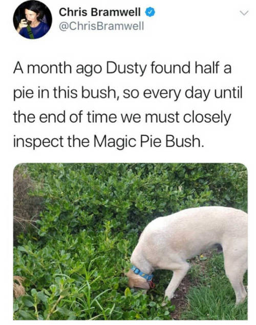 Porn awesomacious:Magic pie bush Ha. photos