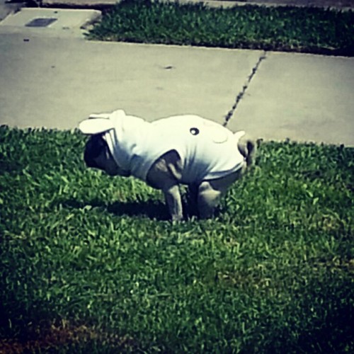 missdanidaniels:  Shy-lee laying Brown Easter Eggs 😂🐰 