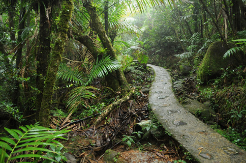 americanscenery:  El Yunque National Forest, Puerto Rico The only tropical rain forest in the United