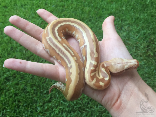 fimbry:I love love love this snake. I melt whenever I see them. Python brongersmai 