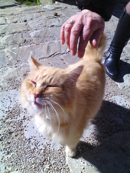 unicagem:Today I met some cats and gave them names from The Lion King