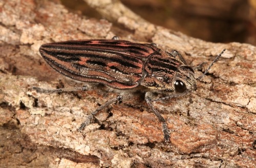 sinobug:Wood-boring Jewel Beetle (Chalcophora sp., Buprestidae)by Sinobug (itchydogimages) on Flic