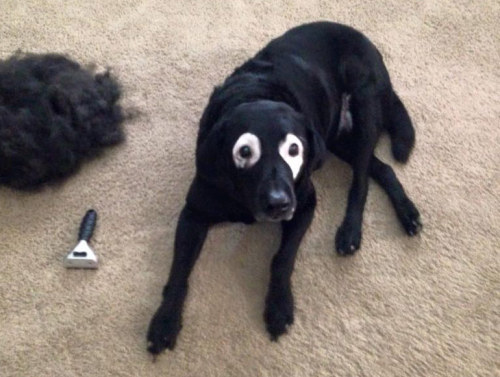 lab’s awesome maskThis is Rowdy, a 13-year-old black lab. He recently began loosing pigmentation in 