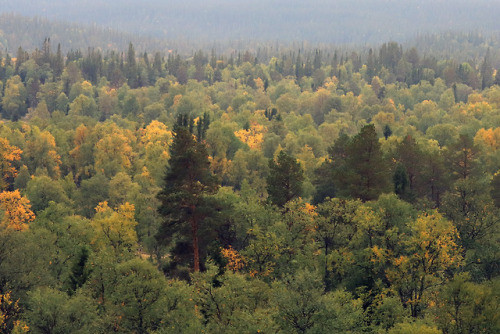 The forests of Vålådalen in Jämtland, Sweden.