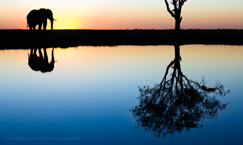 earth-song:  “Elephant at the waterhole” porn pictures