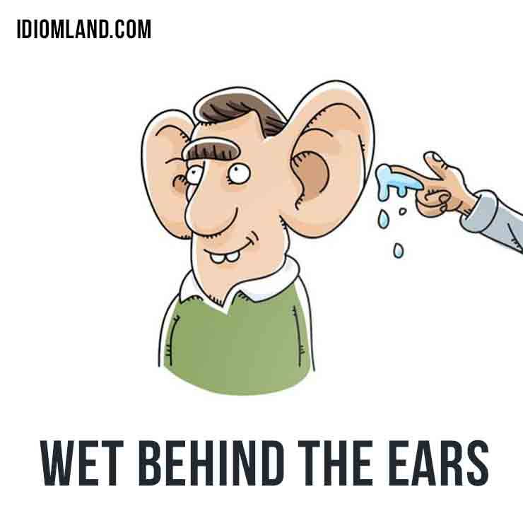 Wet behind the ears meaning